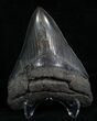 Sharp Megalodon Tooth #5016-2